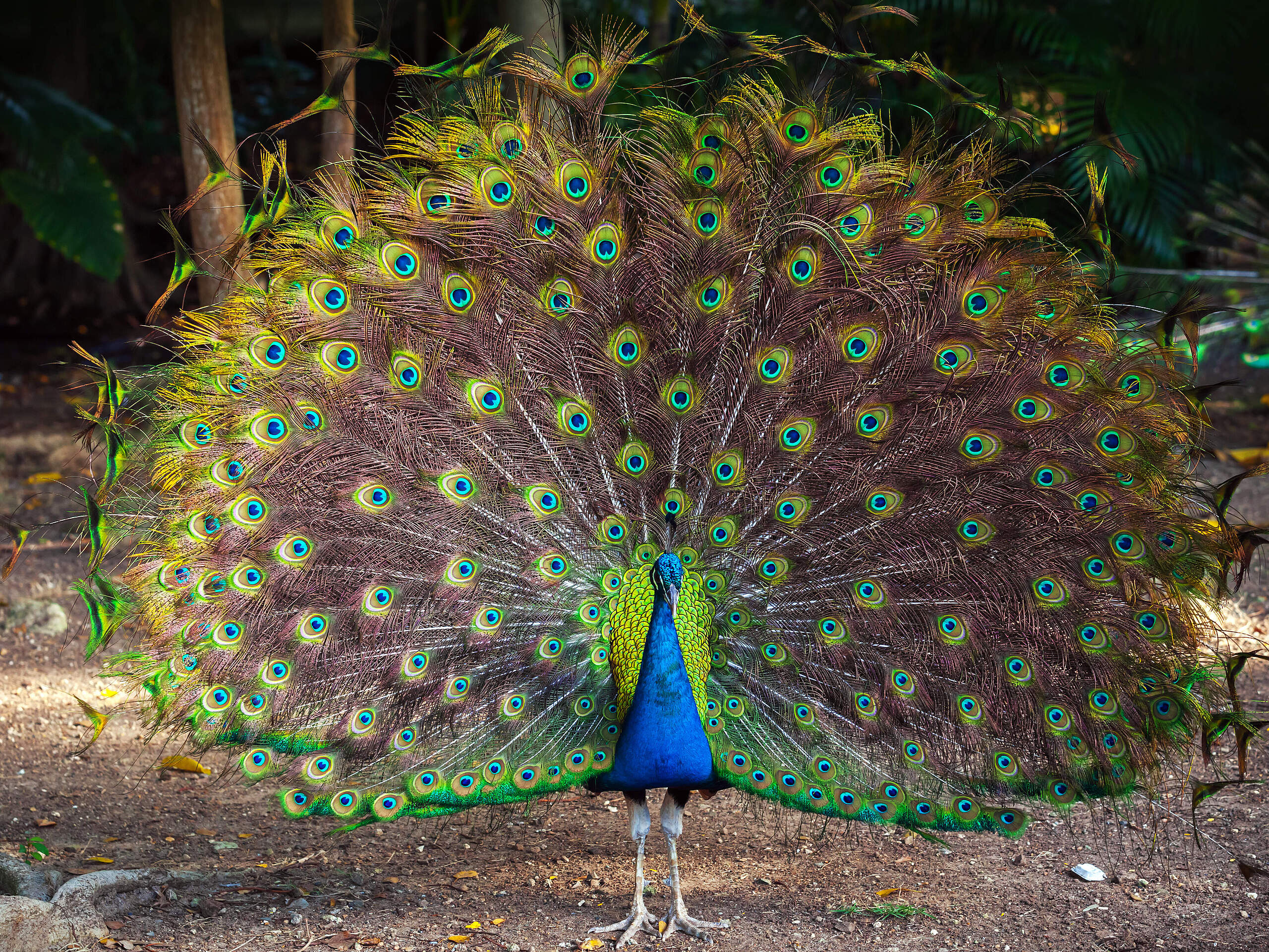 Galeriebild von Max Demo